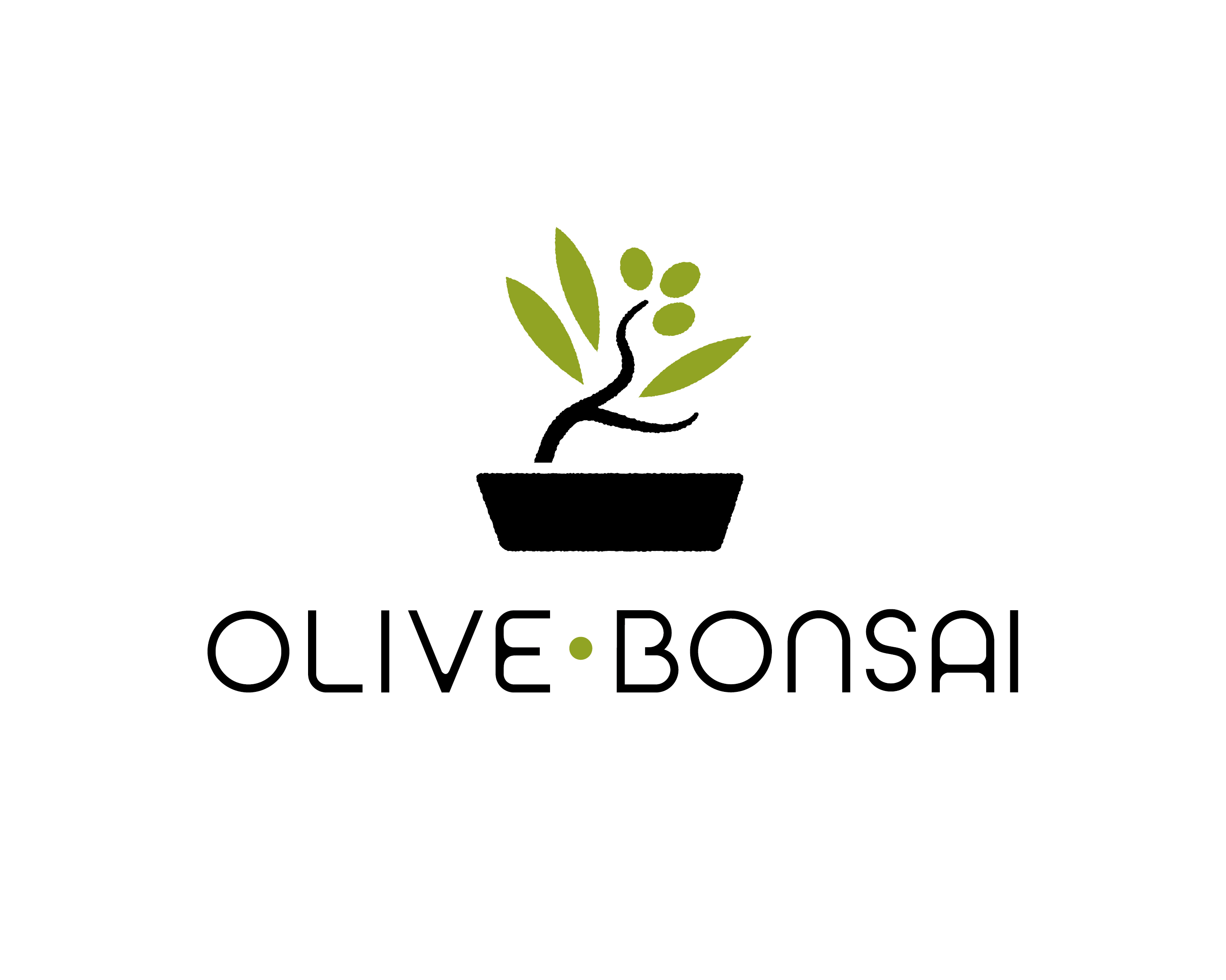 PLANTS GIFT／OLIVE BONSAI